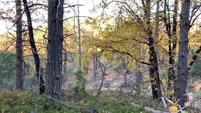 A morning in the Golden Northfork Forest California