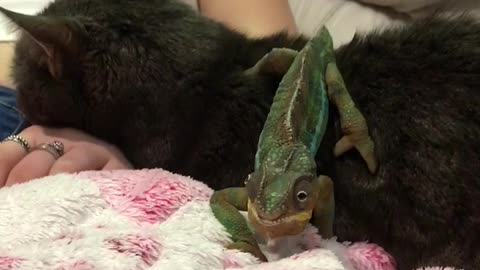 Chameleon & Cat