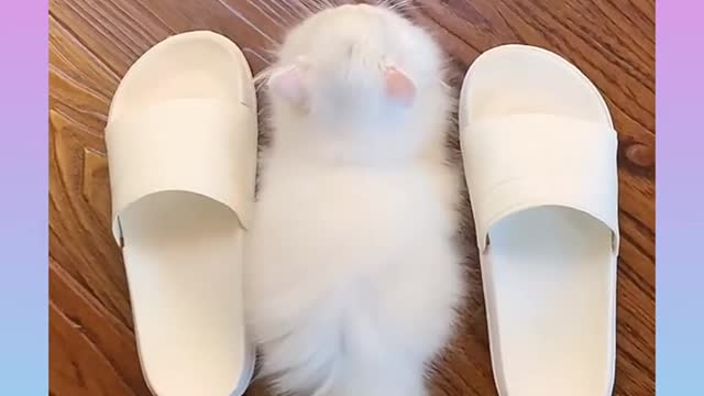 Cute and Funny Cat Videos Compilation