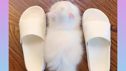 Cute and Funny Cat Videos Compilation