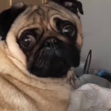 Dramático pug hace una cara épica para la cámara