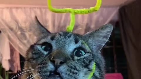 Meow Moments