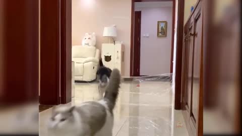 Baby cat videos very funny video cats 🐈