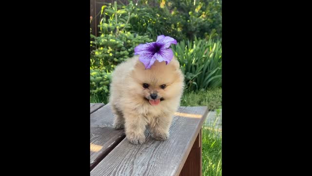 Cute Pet Out Side Of Garden