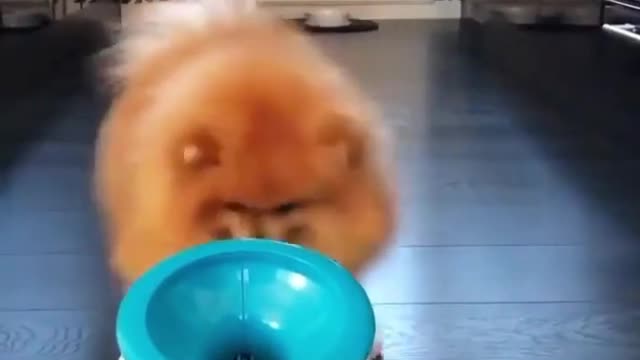 Love how he does 3 spins every time cute and adorable dog