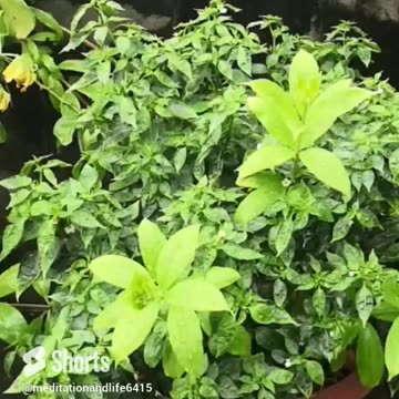 Just Refresh your mind #shorts #meditation #relaxing #nature #piano #soothing #calm