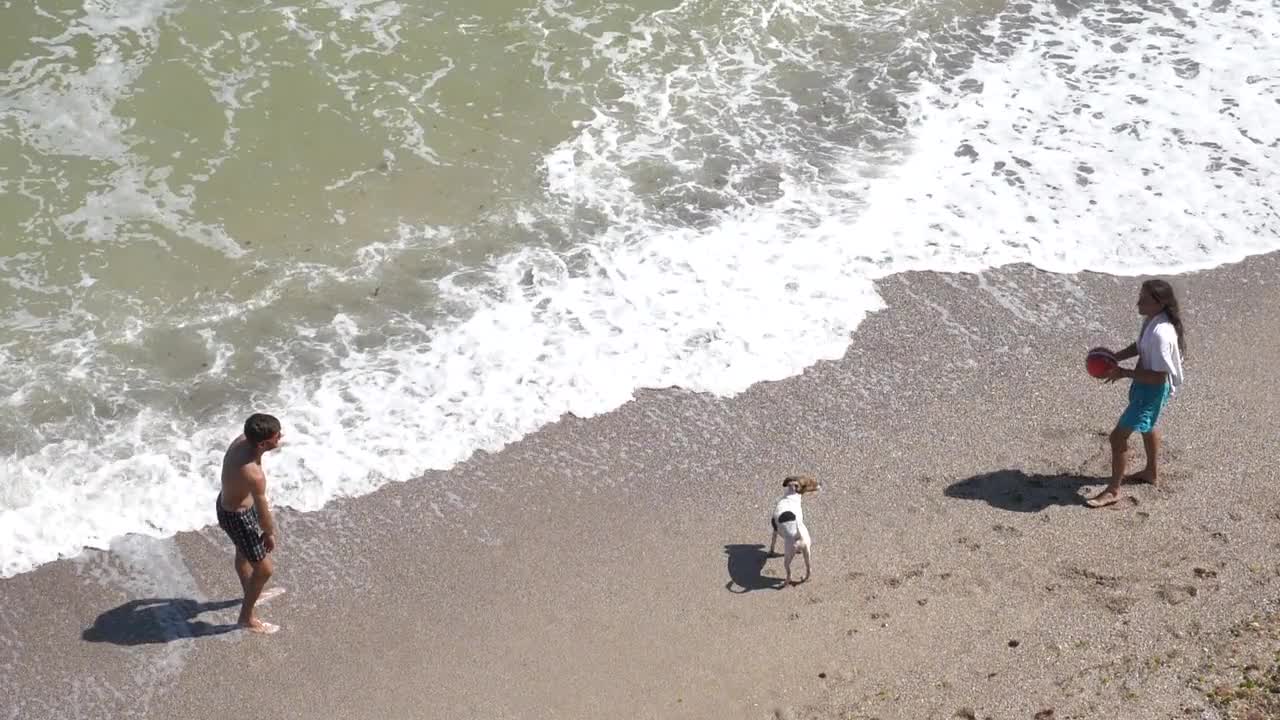 Dog Playing With Owner On Beach