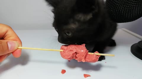 Kitten eating sausage