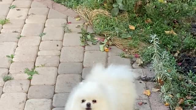 Cutest dog barking