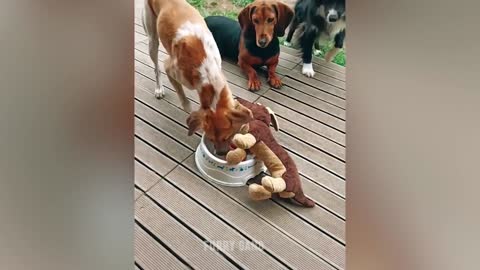 Dog Reaction to Cutting Cake l Funny Dog Cake Reaction l Furry Gang