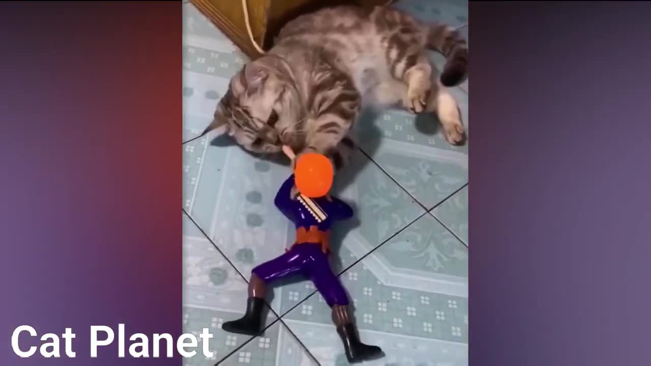 Funny Cats Doing Funny Acts Video Compilation 2021