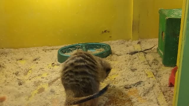 Funny meerkats play catch-up