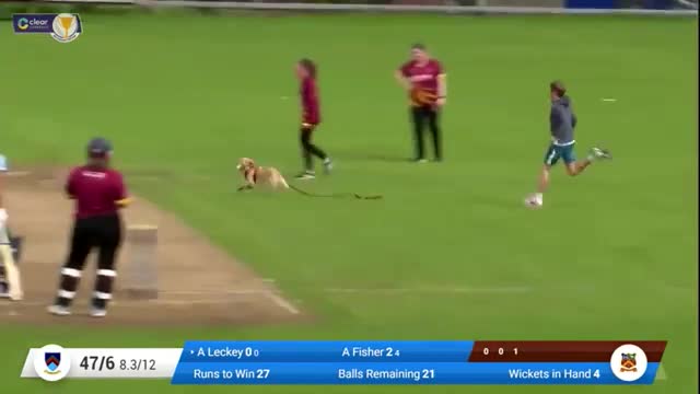 Dog in cricket Ground