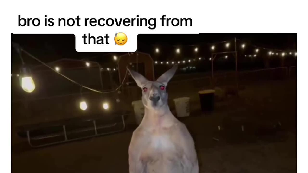 The kangaroo needs therapy