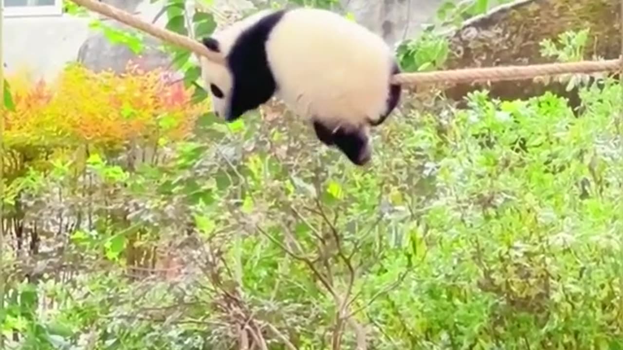 Cute Panda enjoying