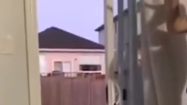 Animals Funny Video--Cat Funny video Animal
