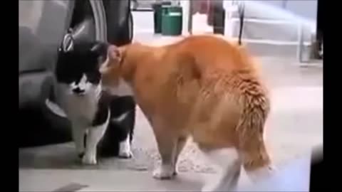 Funny Cats 🐈 🤣