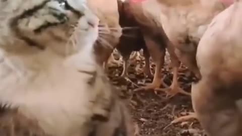 Cat funny video