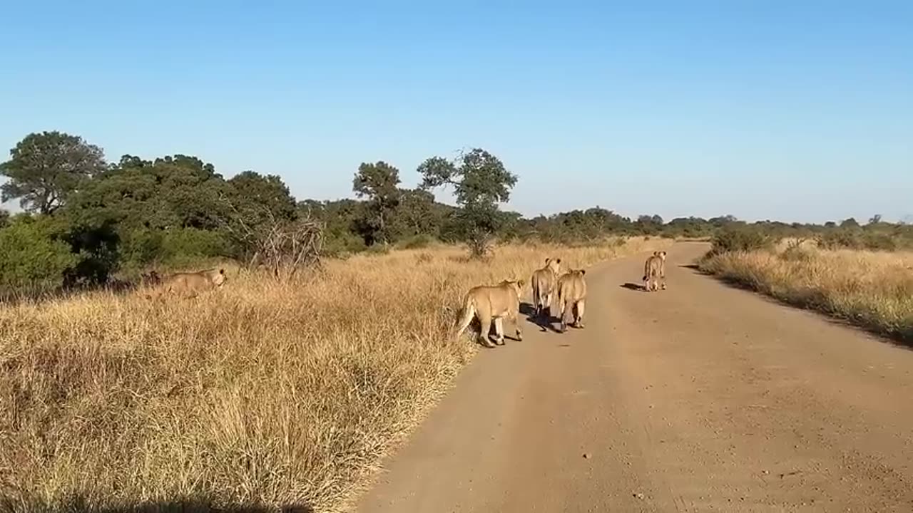 wild life# Big Cats#حیات وحش#