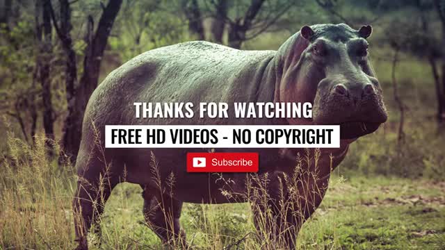 Wild animals hd video