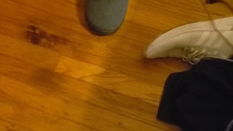 Kitten vs slipper