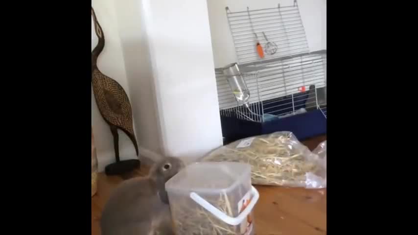 Rabbit funny video