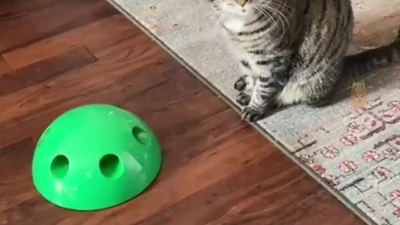 Funny videos about animals.