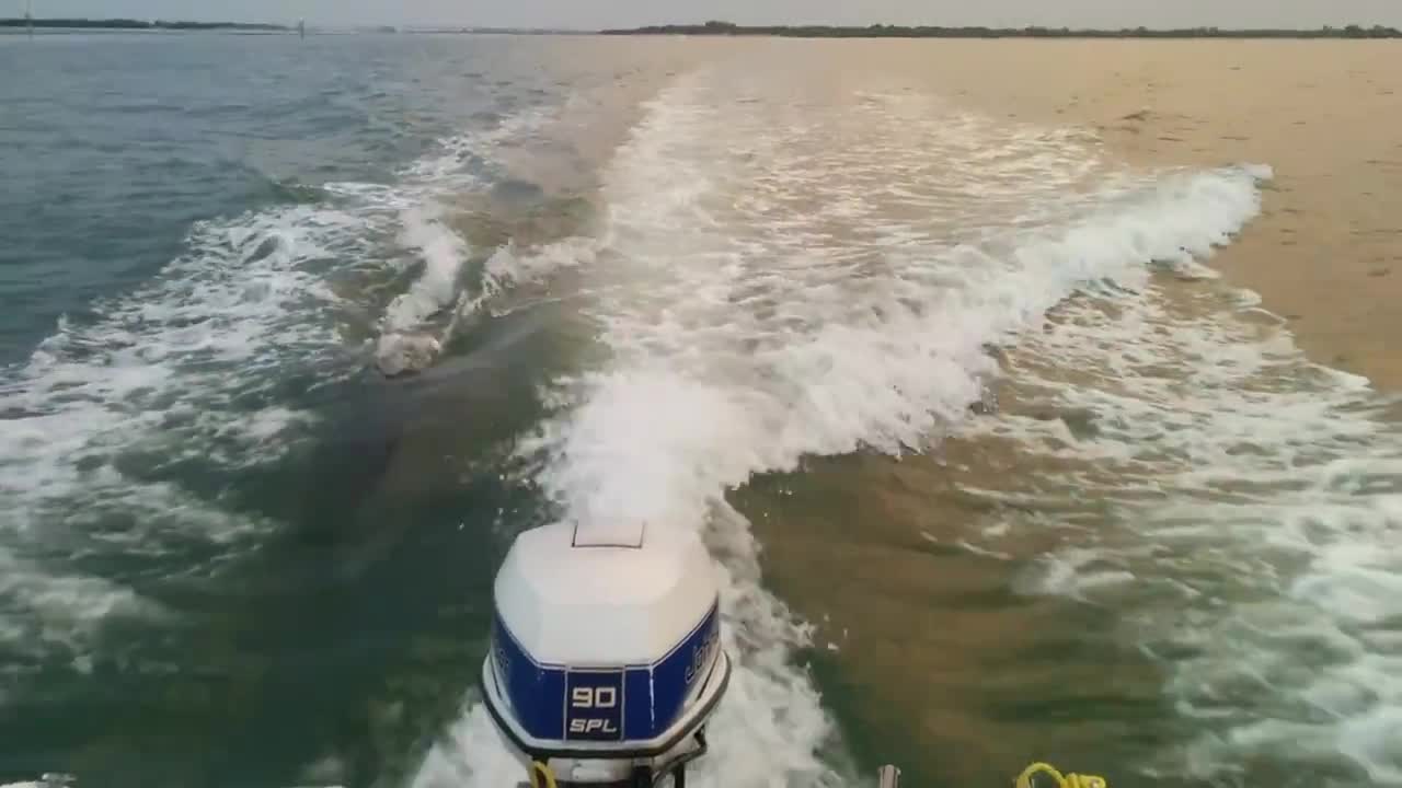 Dolphins surf behind boat in Florida