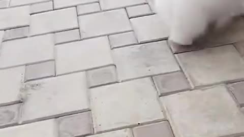 Cute puppy short _ short _ #short #puppy