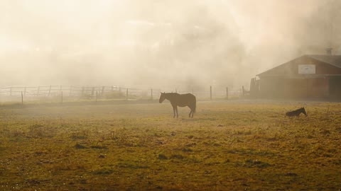 Horses on a misty farm