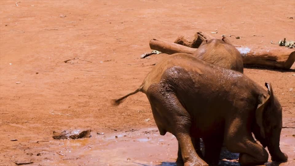 STRUGGLING ELEPHANT IN MUD CURD..