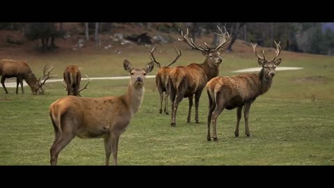 Horror Story - Deers gone crazy in this neighbourhood