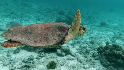 nature showing wildlife animal video