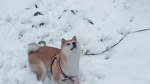 A snowball fight