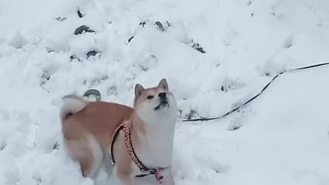 A snowball fight