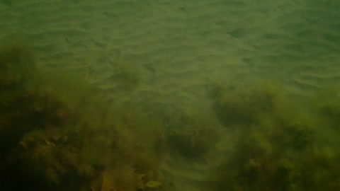 fishy, pod (2) ns