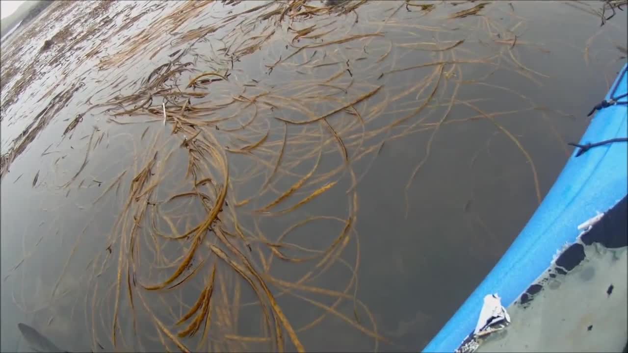 Man On Kayak Has Amazing Seal Pup Encounter In Scotland