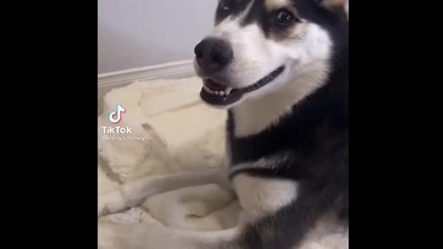 MAYA THE HUSKY (TIKTOK COMPLICATION)