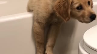 Puppy Dog Beached on Bathtub