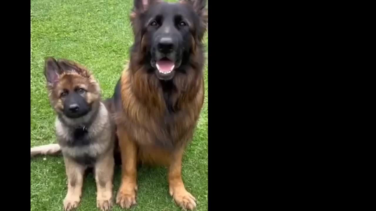 Mother Dog and Cute Puppies - beautiful