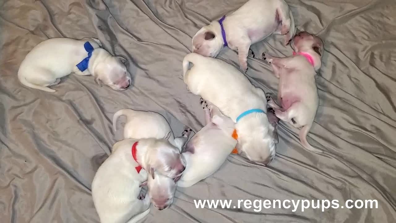 Faith Puppies 3 Days