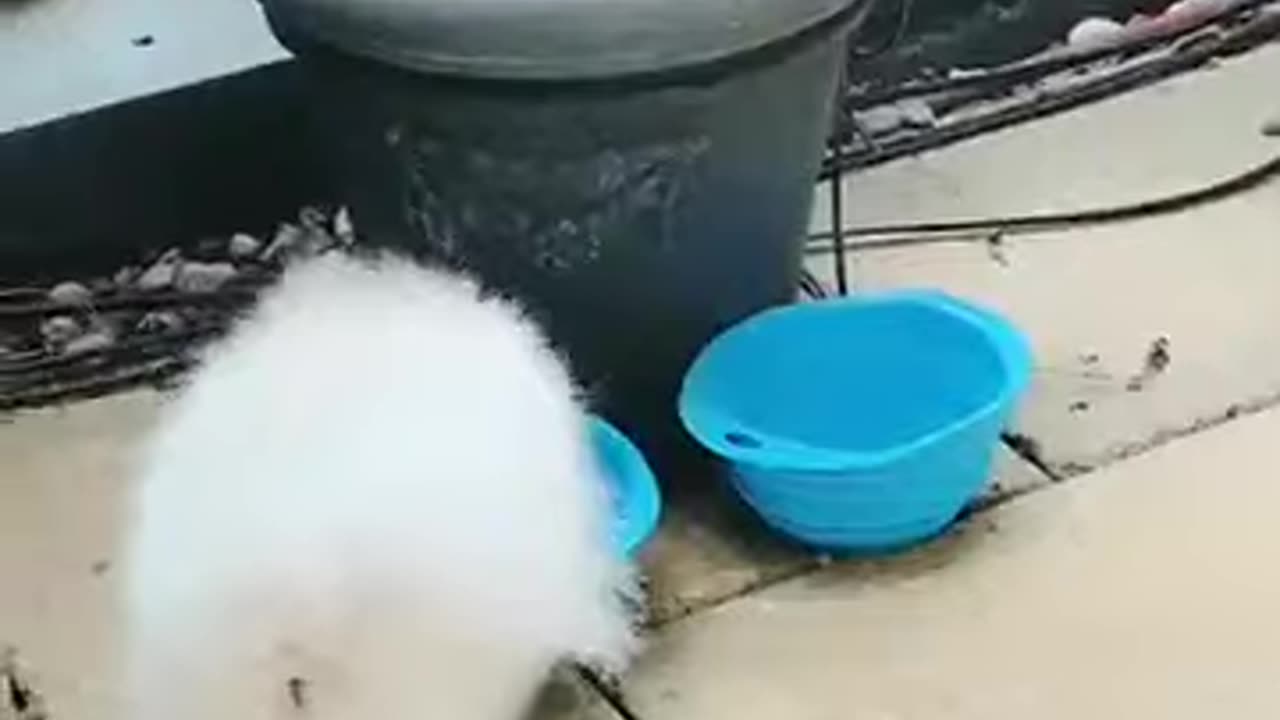20180922 Snow在偷吃他女朋友的饭