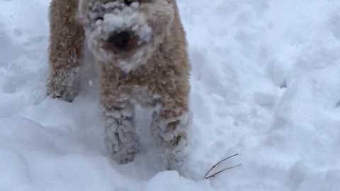 Golden dog with head in snow