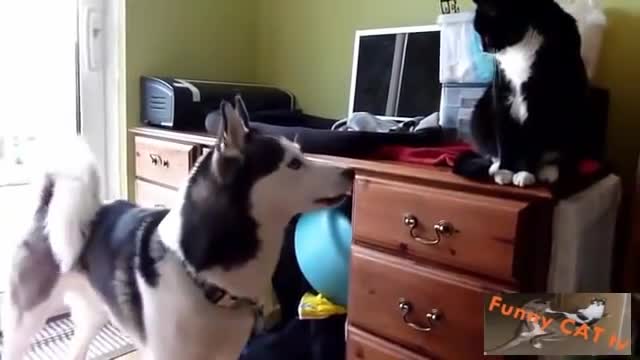 Video Of Dogs And Cats Meeting Each other For The First Time