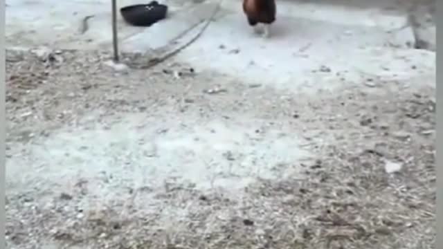 Chicken VS Dog Fight - Funny Dog Fight Videos