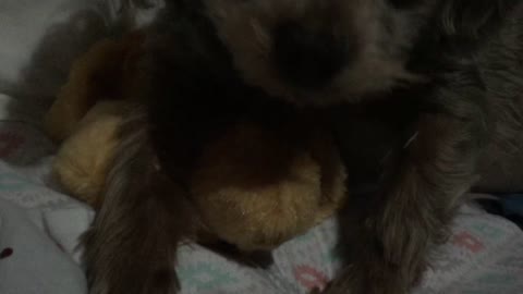 Chipoo and her sleeping buddy