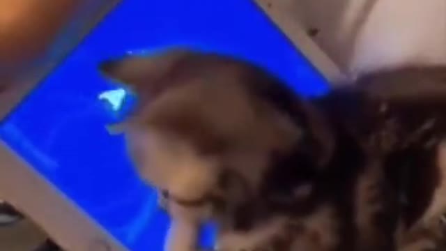 Funny animal|😂😂😂 new viral video animal subscribe now