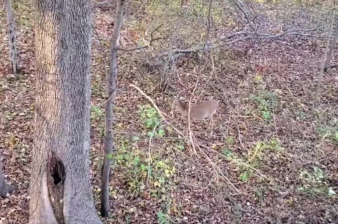 Hungry Deer