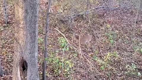 Hungry Deer