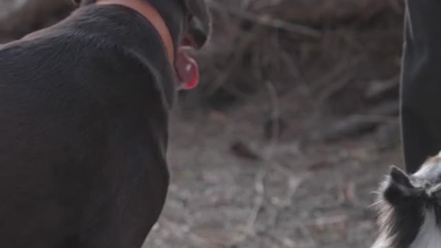 Person Feeding a Labrador